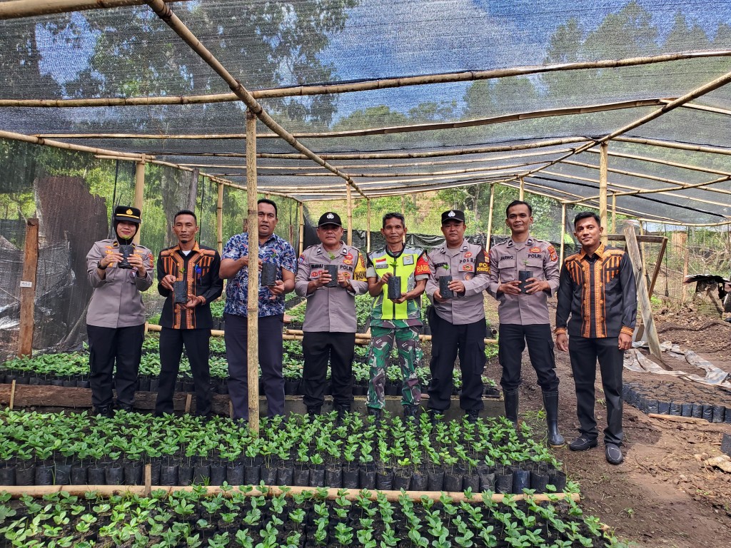 Tempat pembibitan Bibit kopi ateng blek 